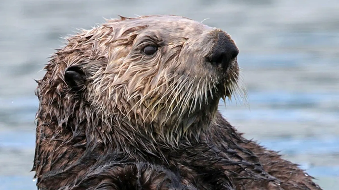 Sea otter in kelp
